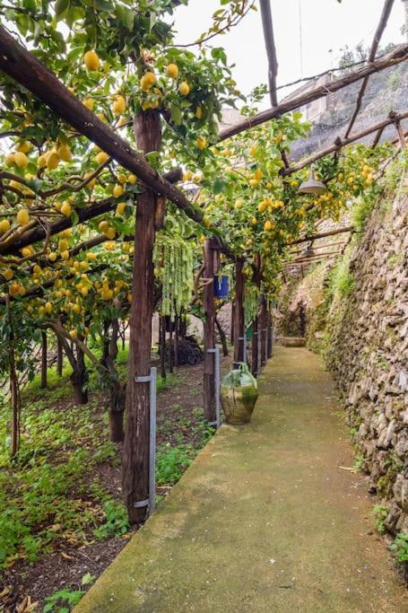#La Limonaia Della Torretta Villa Minori Ngoại thất bức ảnh